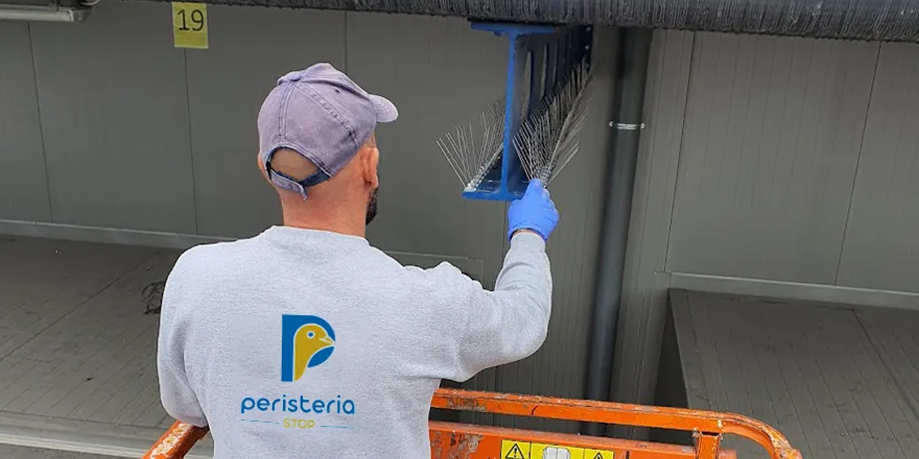 Peristeria stop Pigeon net installation website development wordpress n